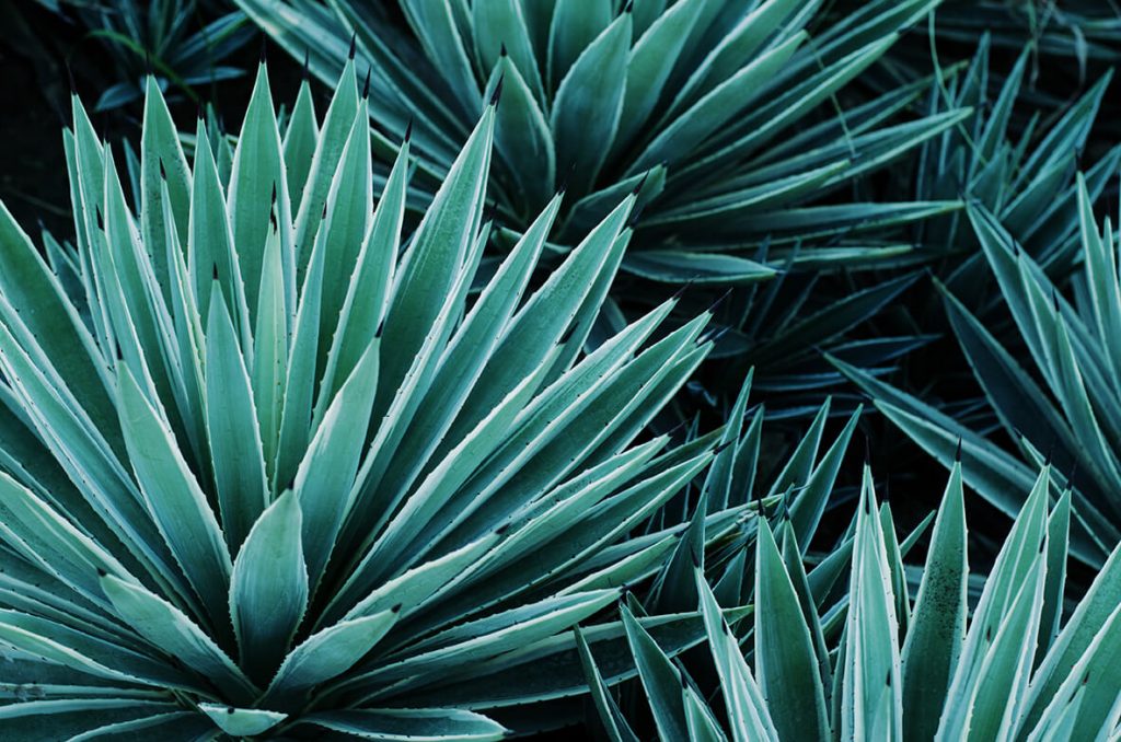 agave